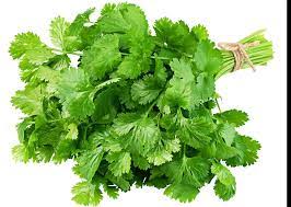 VERDURA CILANTRO